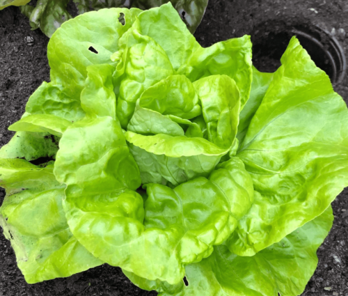 waarom kiezen voor kropsla van dutch garden seeds